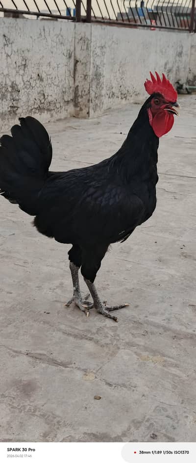Australorp murga