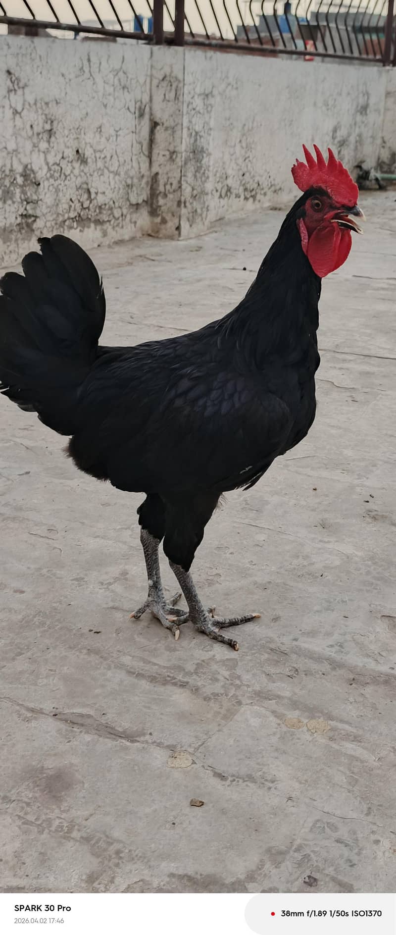 Australorp murga 0