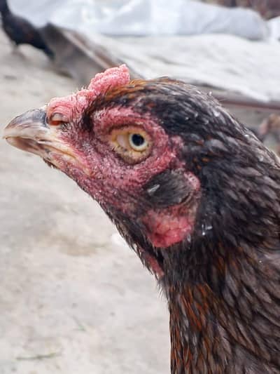 BHTA. ACHA. MADI. HN.