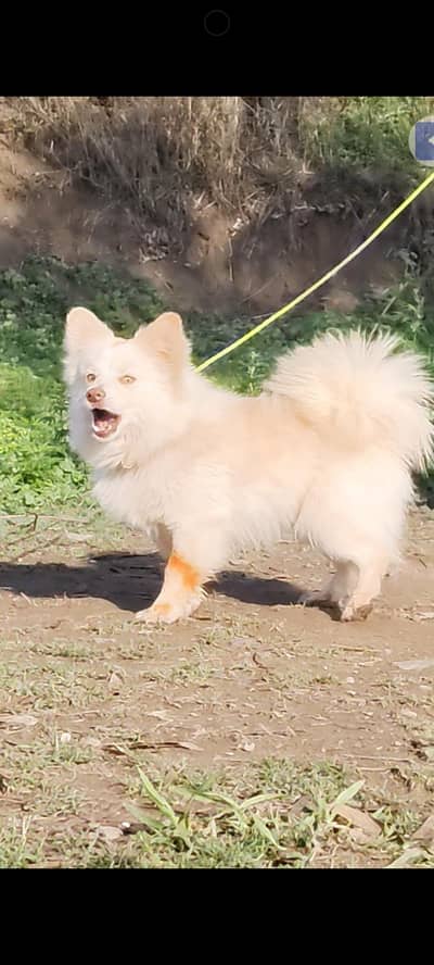 Russian Dog 8 month mail