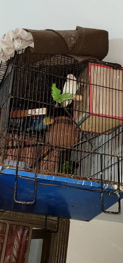 1 pair albino +1 pair par blue completel setup