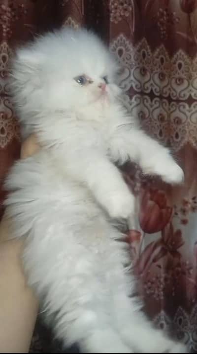 Punch face Kitten || long Coated Persian Kittens Available