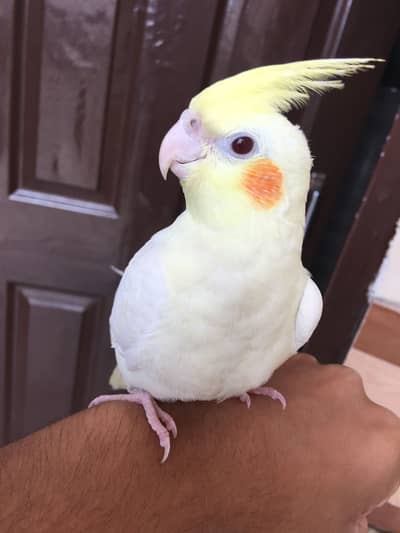 Full tamed cocktail parrot forsale ha