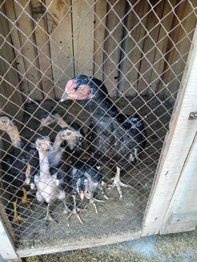 aseel setup for sale