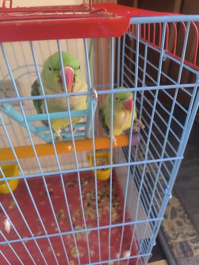 Raw Kashmiri parrots pair