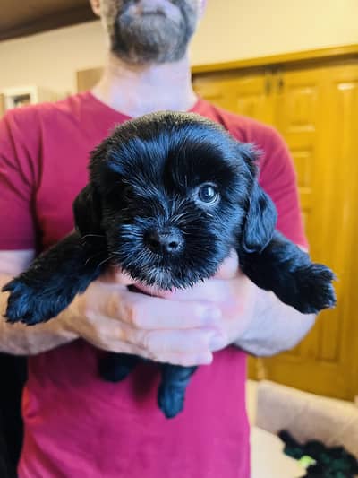 Havanese / Maltese Puppies Toy breed.