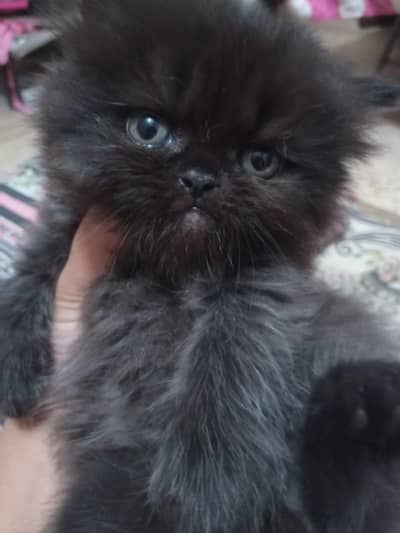 Persian female kitten is available for sale