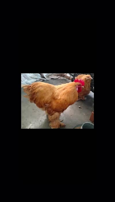 Golden heavy buff breeder Male with 2 hens