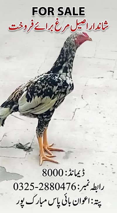 attractive and charming Bird