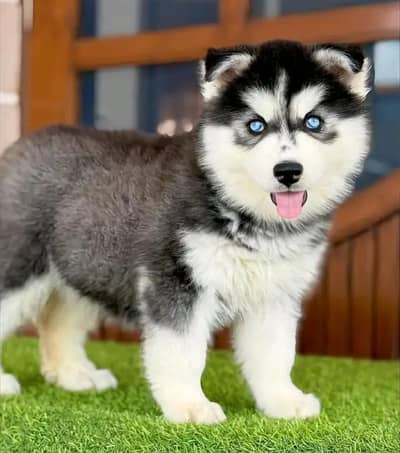 Siberian Husky dog whatsApp number 03468556940