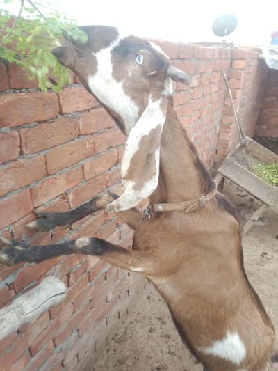 code for sale bakrid 2 mahine ki gaban hai aur price 40000 dumbay 2