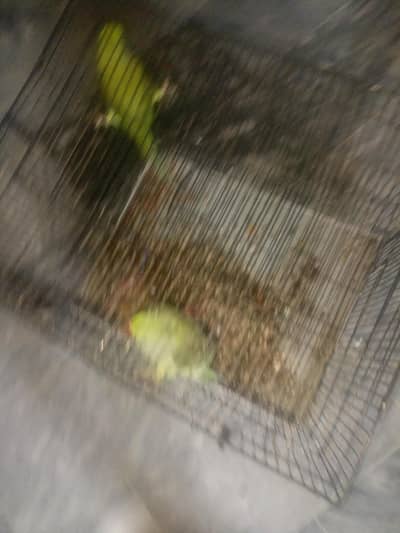 beautiful raw parrot