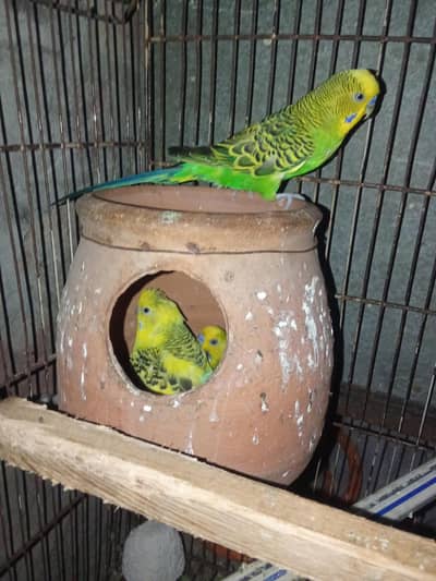 1% breeder pair healthy and full active eggs lying srt kia huy ha