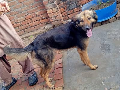 female German shepherd  young dog 1.5 years old
