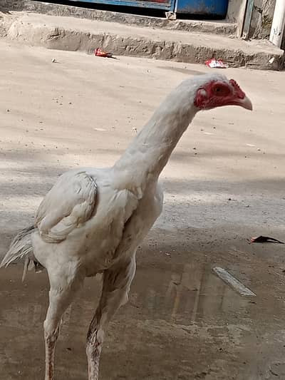 hera white WhatsApp 03154122803