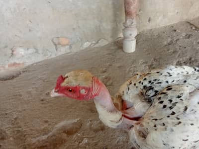 ننگي ڳچي مرغي