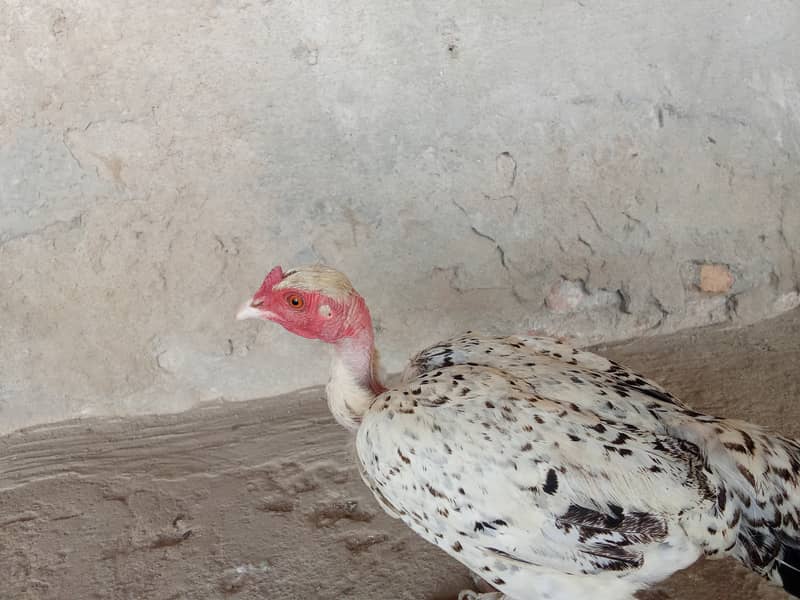 ننگي ڳچي مرغي 1