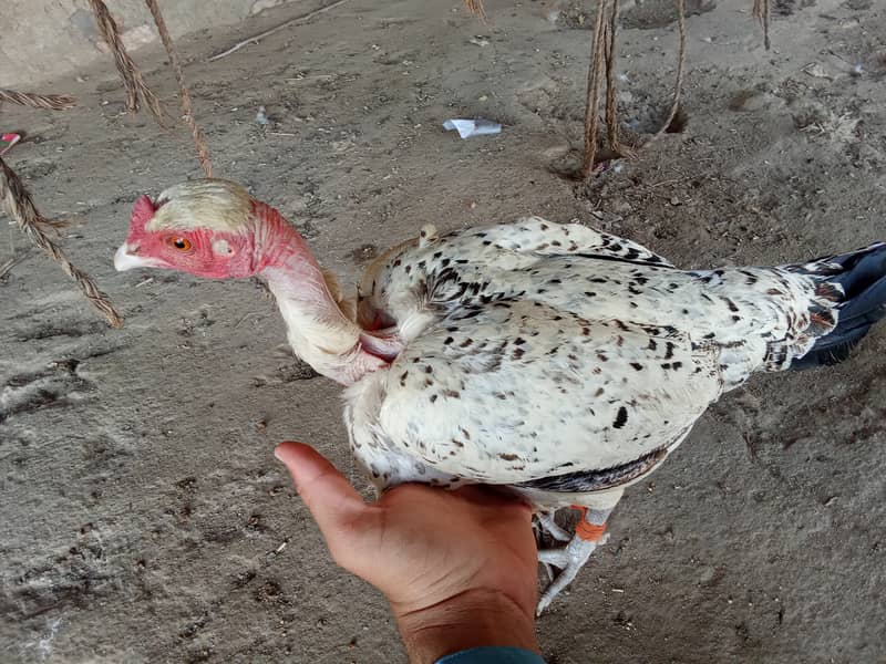 ننگي ڳچي مرغي 2