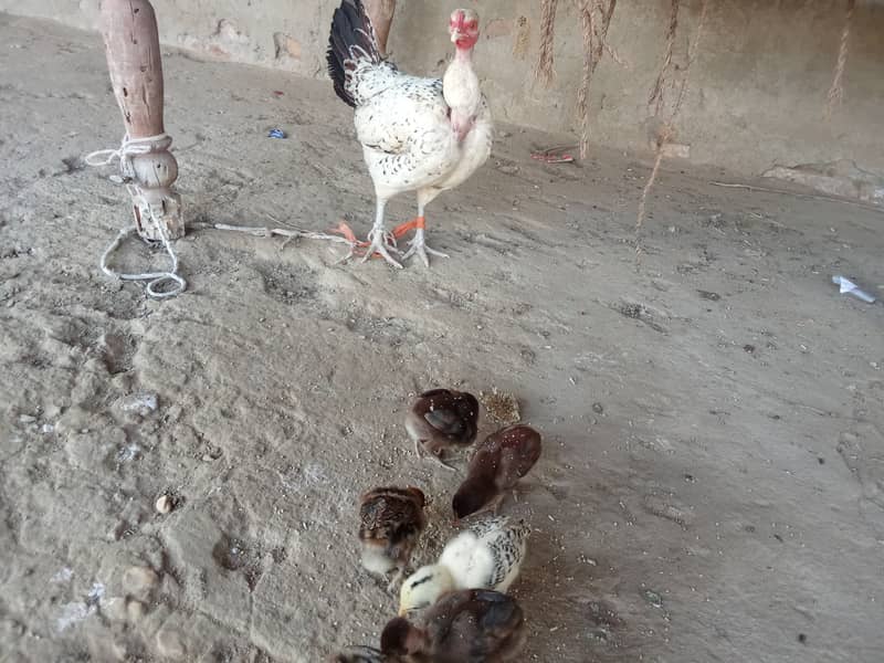 ننگي ڳچي مرغي 3