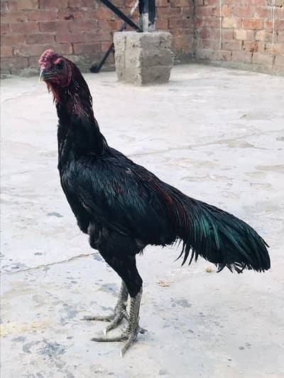 Black dragon aseel for sale