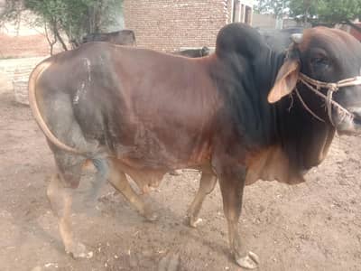 Bharmin shiwal bacha