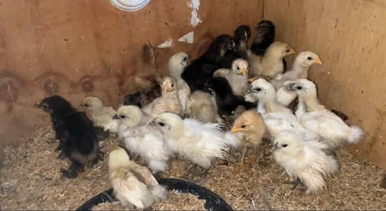 fancy hen buff 03034080441