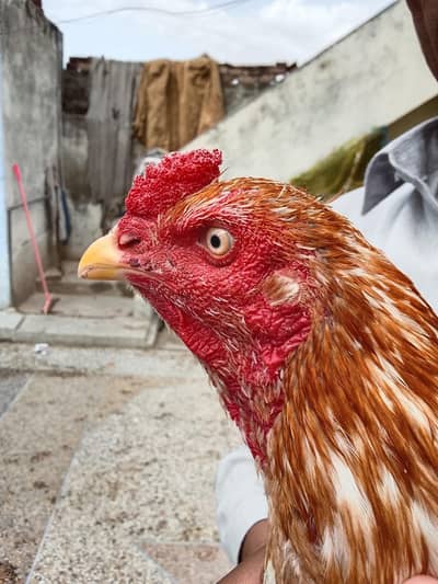 high quality patha for sale