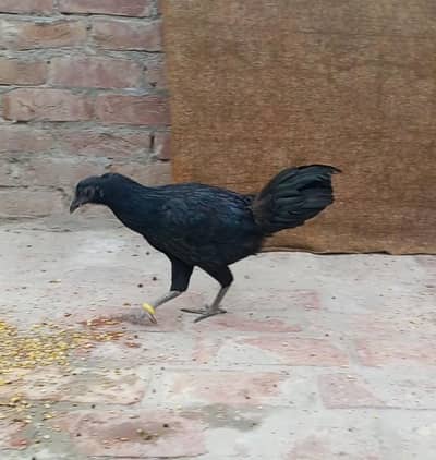 DRAGON MADI BERMI+HINT MURGA JIS BHI KO SMJ AY RABTA KR LAY