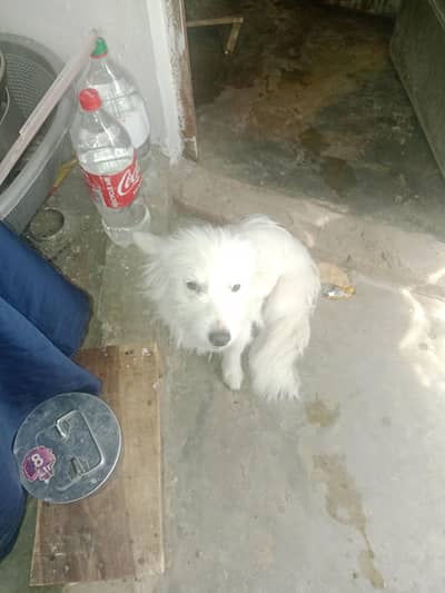 Russian dog/Russian pappy