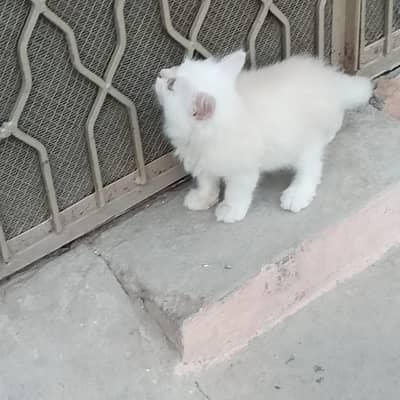 Persian kittens