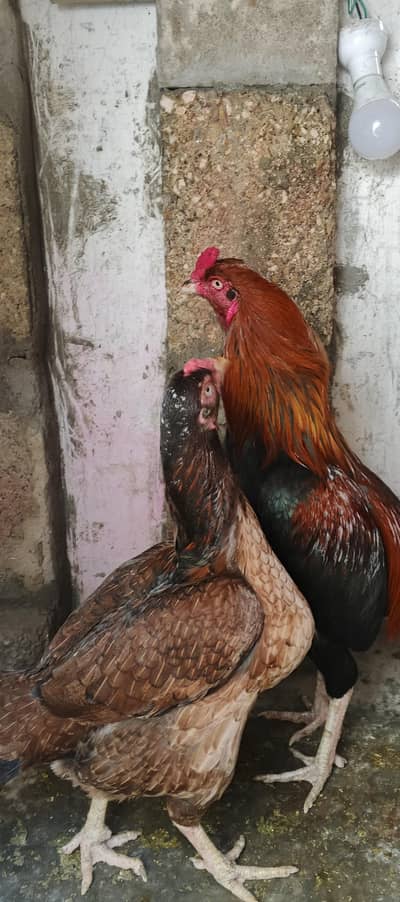 ASEEL MIANWALI JAGERI PAIR +PURE HEERA FEMALE