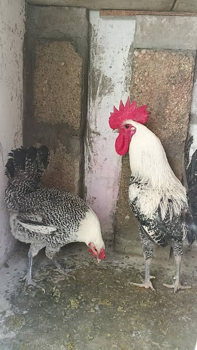 PURE EGYPTION FAYOUMI PAIR