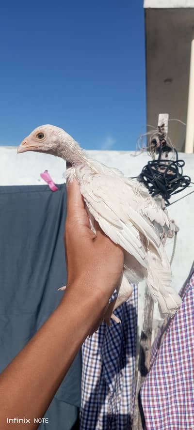 paper white heera aseel chicks