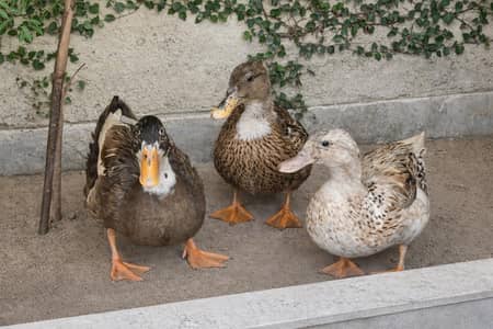 Healthy Desi Ducks Fertile Egg laying
