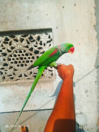 Zero bite male. .