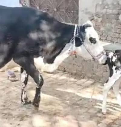 گائے فار سیل تازی سوی ھے ساتھ وچھا ھے