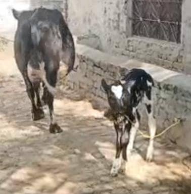 03405766091 گائے فار سیل تازی سوی ھے ساتھ وچھا ھے 1