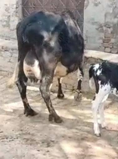 03405766091 گائے فار سیل تازی سوی ھے ساتھ وچھا ھے 2