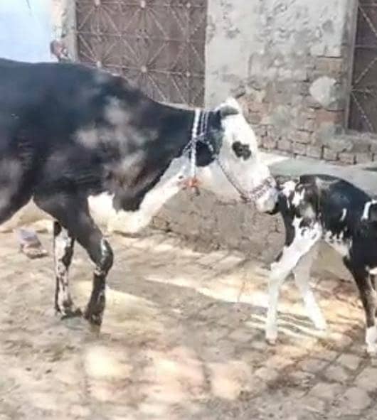 03405766091 گائے فار سیل تازی سوی ھے ساتھ وچھا ھے 3