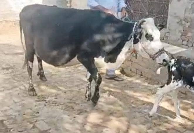 03405766091 گائے فار سیل تازی سوی ھے ساتھ وچھا ھے 4