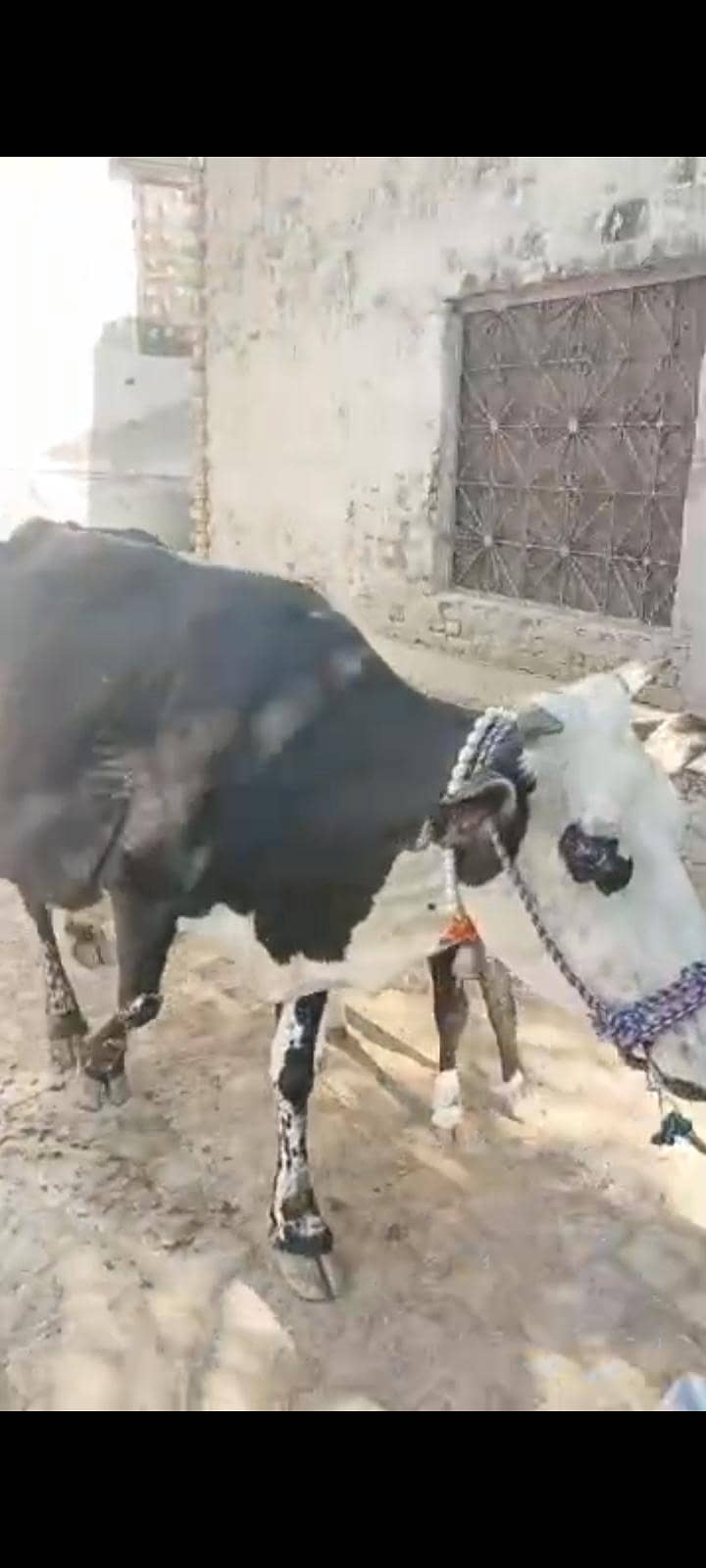 03405766091 گائے فار سیل تازی سوی ھے ساتھ وچھا ھے 5