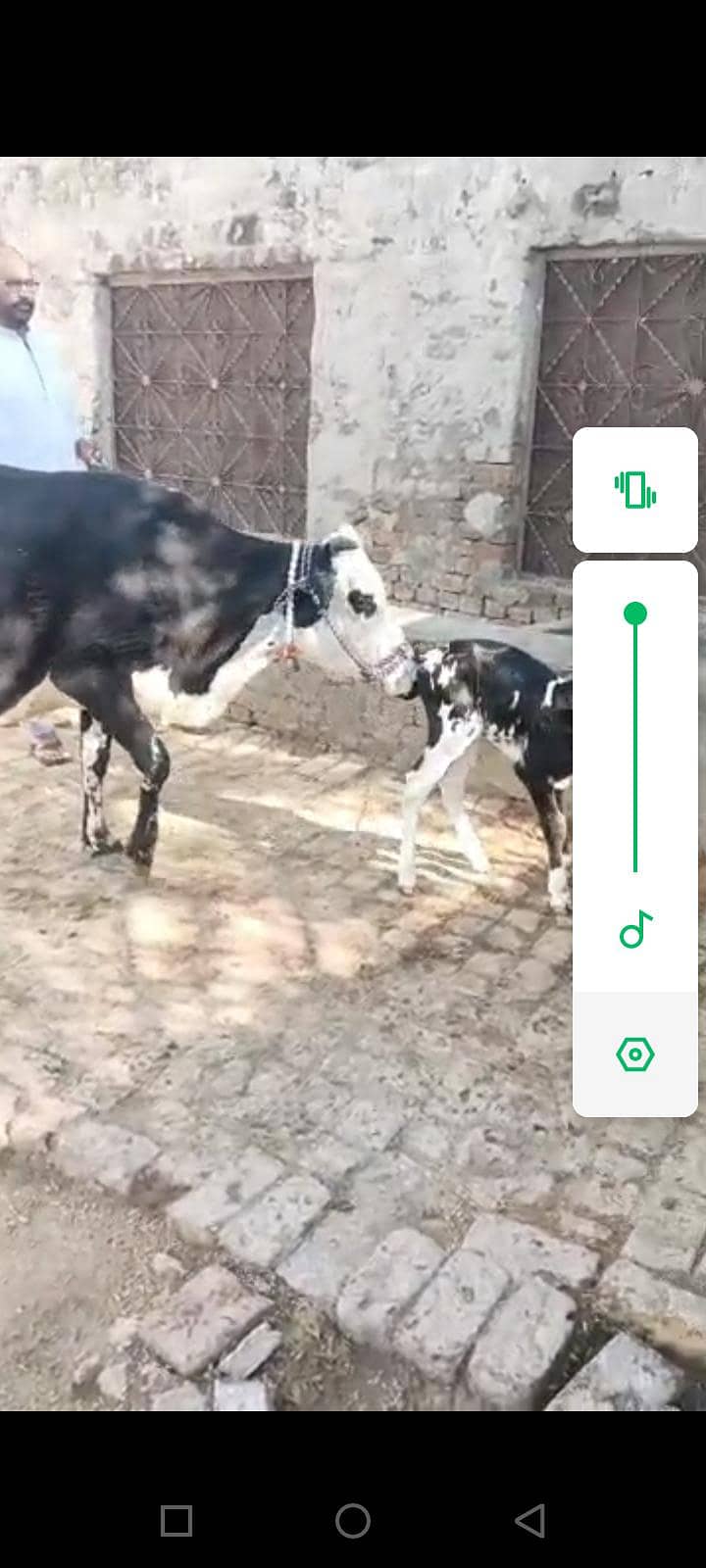 03405766091 گائے فار سیل تازی سوی ھے ساتھ وچھا ھے 6