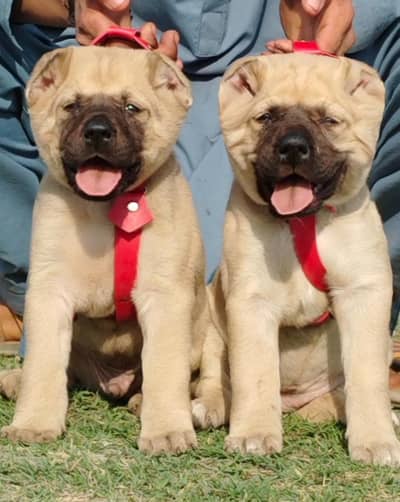 king Kurdish kangal puppies security Dog available for sale
