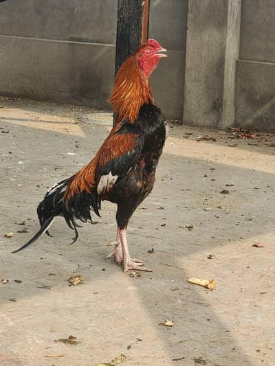 Pure aseel pakobreed