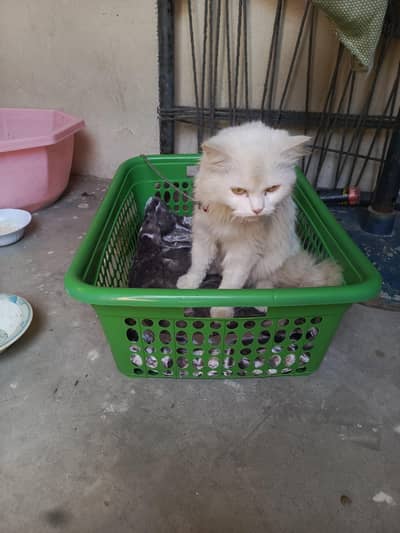 Persian cat