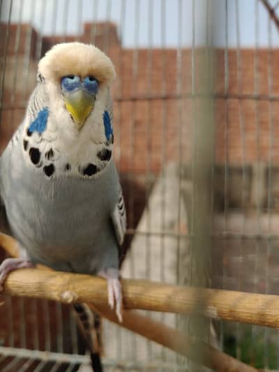 Grey Exibition Budgie breeder male - Top Quality Exhibition Budgeriga
