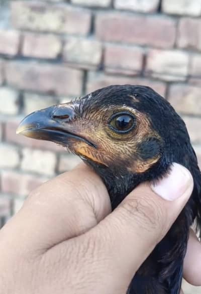 Thai Aseel patha pathi