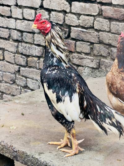 Aseel High Quality| Aseel | Hen | Murga