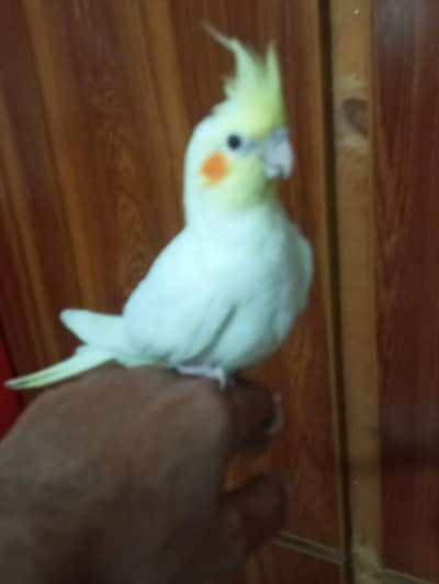 common white red eyes chicks 1800 per piece  and one piece hand time