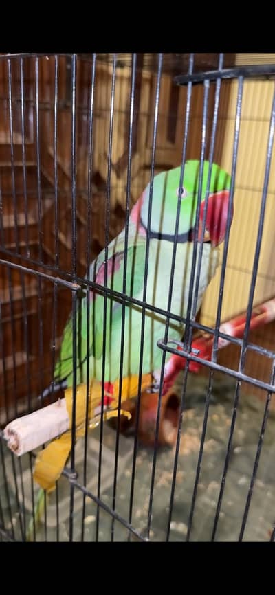 Talking parrot male beautifull parrot traind 3 year